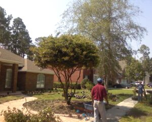 Fully mature Ligustrum trimmed high enough to walk underneath