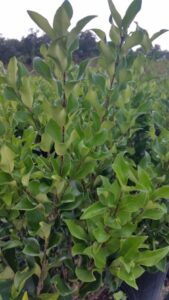 Ligustrum recurve foliage up close showing the twist of the leaf