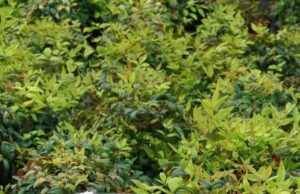 nandina Firepower Nursery crop flushing new growth in the springtime