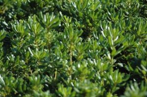 Green Pittosporum foliage up close