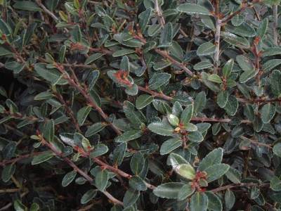 Schilling foliage up close new growth with red stems and tips