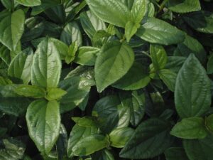 Viburnum Suspensum Sandankwa Viburnum shrubs foliage up close