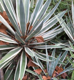 Agave angustifolia variegated Caribbean Agave