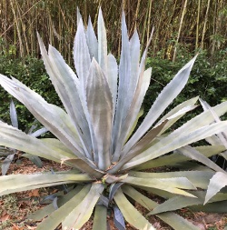 Agave Americana Jacksonville Florida landscape