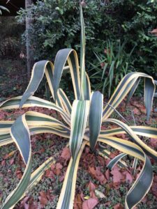 Variegated Century Plant Agave americana marginata