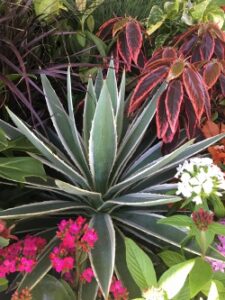 Agave angustifolia variegated