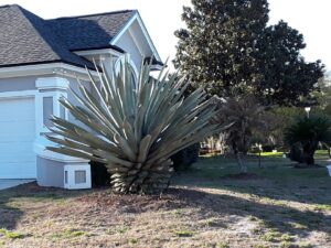 Agave Americana in the St. Augustine Florida Landscape with the bottom fronds trimmed to expose the base up away from the grass area  underneath it