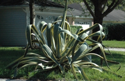 Agave americana marginata vareigated in the landscape