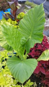 Alocasia calidora in a mixed container