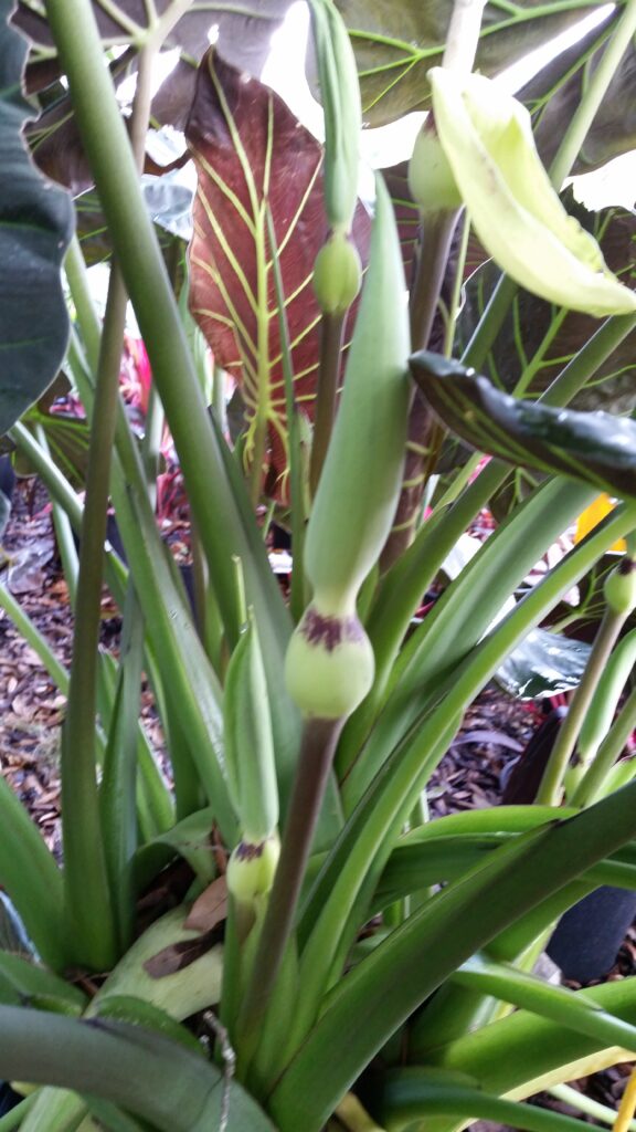 Alocasia regal shields flower buds