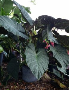 Alocasia regal Shields