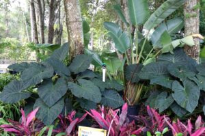 Alocasia regal shields