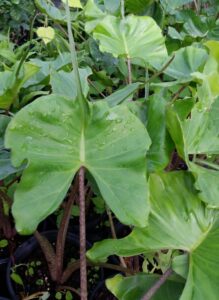 Alocasia Stingray