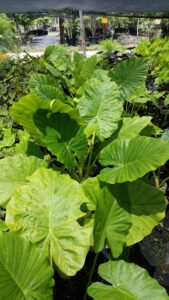 Alocasia calidora foliage from above