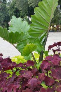 Alocasia portora in a mixed container planting