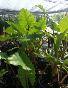 Alocasia portora in a nursery container