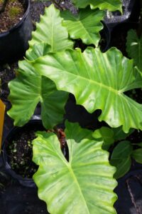 Alocasia portora foliage from above