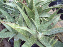 Wide Brim Aloe Soap Aloe in a nursery container up close foliage showing leaf spot patterning 