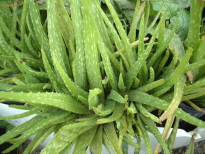 Aloe vera var. chinensis