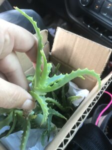 Aloe Arborescens unrooted cutting