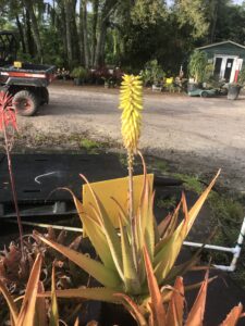 Aloe barbaensis Miller showing blooms during the winter season on cold stressed plants with the leaves coloring from the winter temperatures