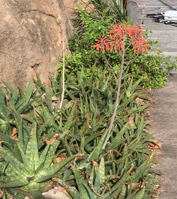 Alow maculata Soap aloe Wide Brim Aloe Jacksonville Florida