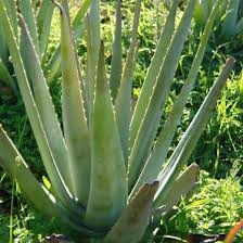 Aloe vera aloe barbadensis Miller yellwo blooming selection