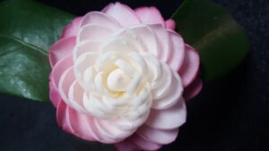 Camellia blossom