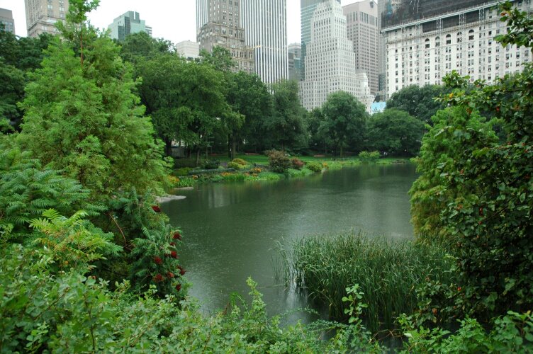 New york Central park view in the rain