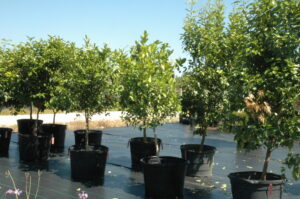 Citrus trees in nursery container