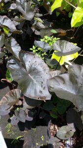 Colocasia Black Coral