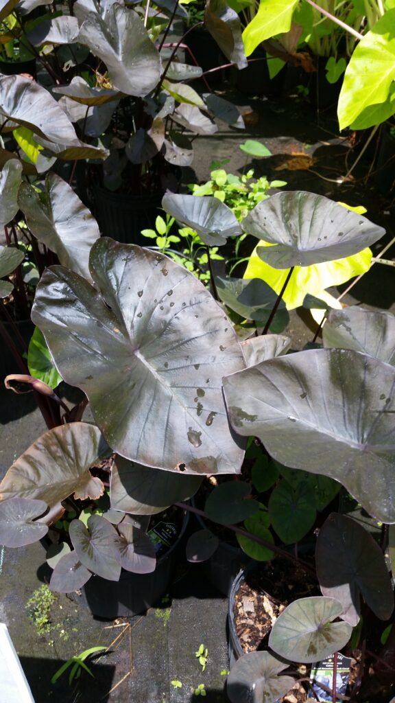 Colocasia Black Coral