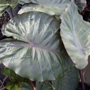 Colocasia Hilo bay foliage up close 