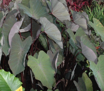 Colocasia Hawaiian Eye