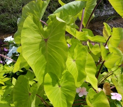 Colocasia maui gold