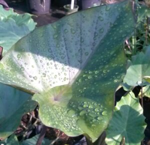 Colocasia teacup