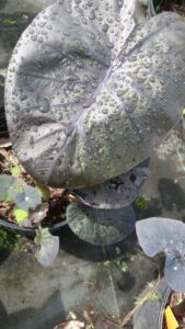 Colocasia Dragon Heart