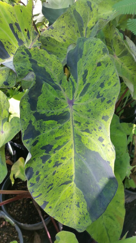 Colocasia Mojito foliage up close