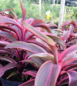 Cordyline electra