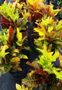 Croton Oakleaf in a nursery container 