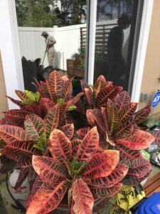 Croton Petra in a decorative container for a patio area 