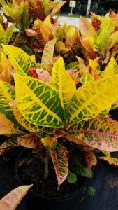 Croton Petra foliage up close in the sunshine