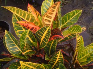 Croton Petra foliage up close showing all of the colors