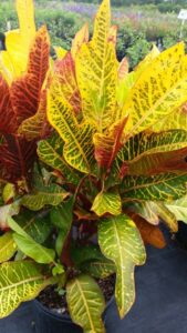 Croton Oakleaf Foliage up close