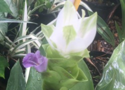 Curcuma white Siam Tulip bloom 