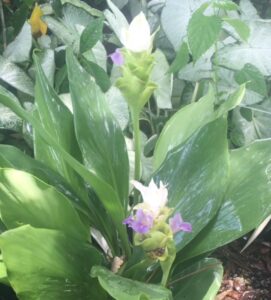 curcuma siam sparkling foliage and bloom