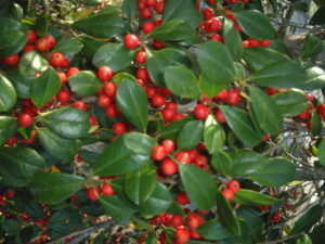 Holly East palatka foliage and berries up close