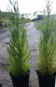 Eatern Red Cedar in a three gallon nursery contianer St. Augustine Florida