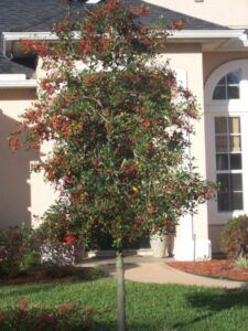 East palatka Holly in the Jacksonville Florida Landscape