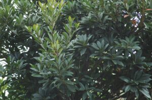 Japanese Blueberry foliage up close